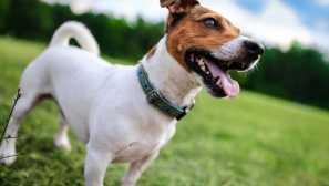 Jack russell terrier: původ plemene a povahy psa